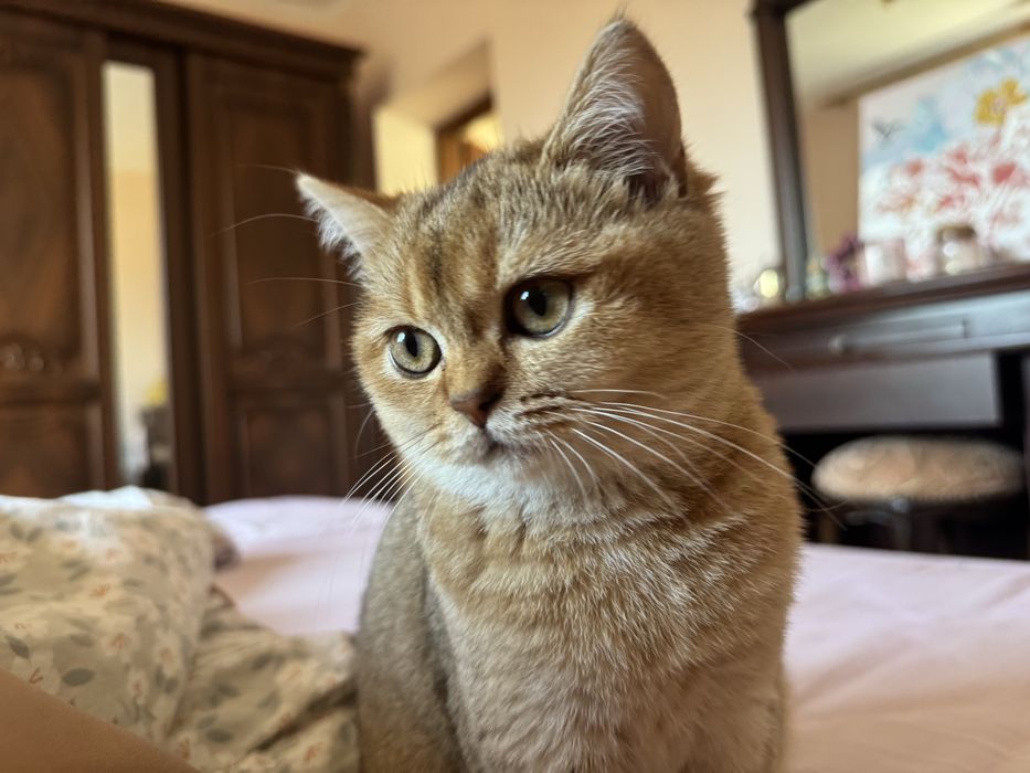 Котик золота шиншила — щеплення, паспорт, ручна красуня 4 місяці
