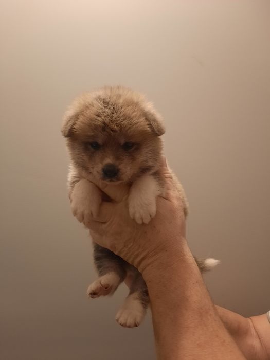 Akita japońska  suczka ZKwP