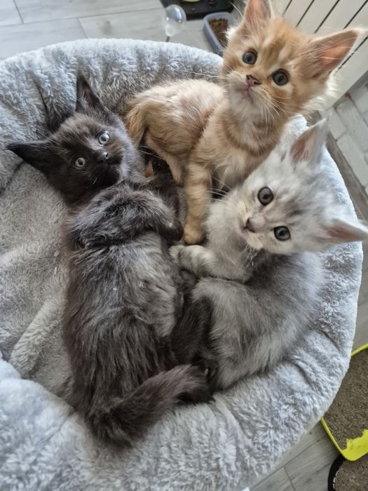 Mco Maine coon Rezerwacja na Maine Coon
