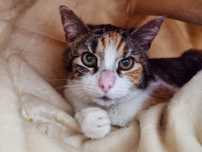 Aussie śliczna kotka do adopcji