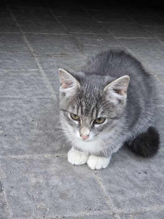 Kotki kot kotek oddam za darmo