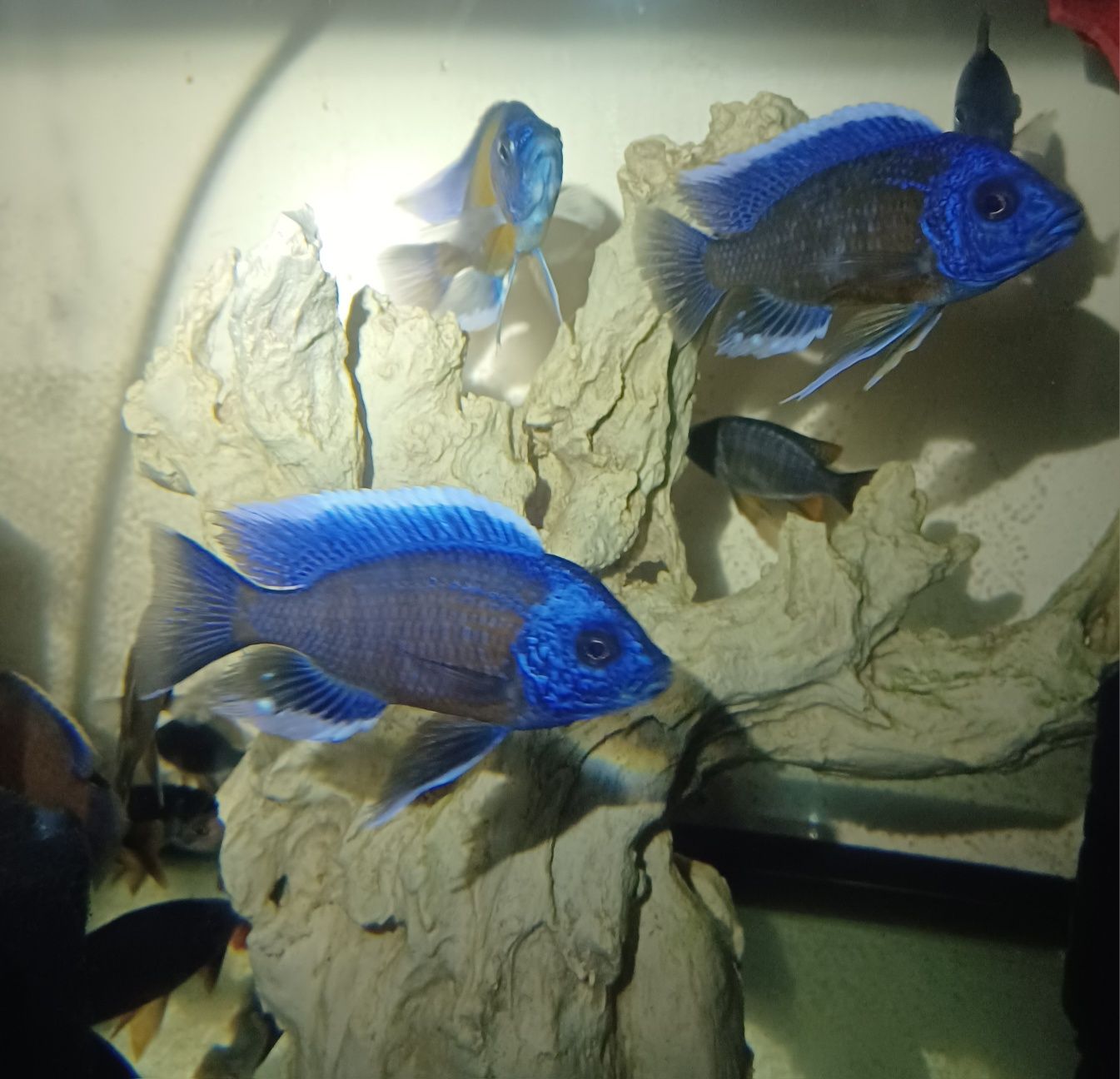 Cicllidio africano - Copadichromis borleyi Kadango