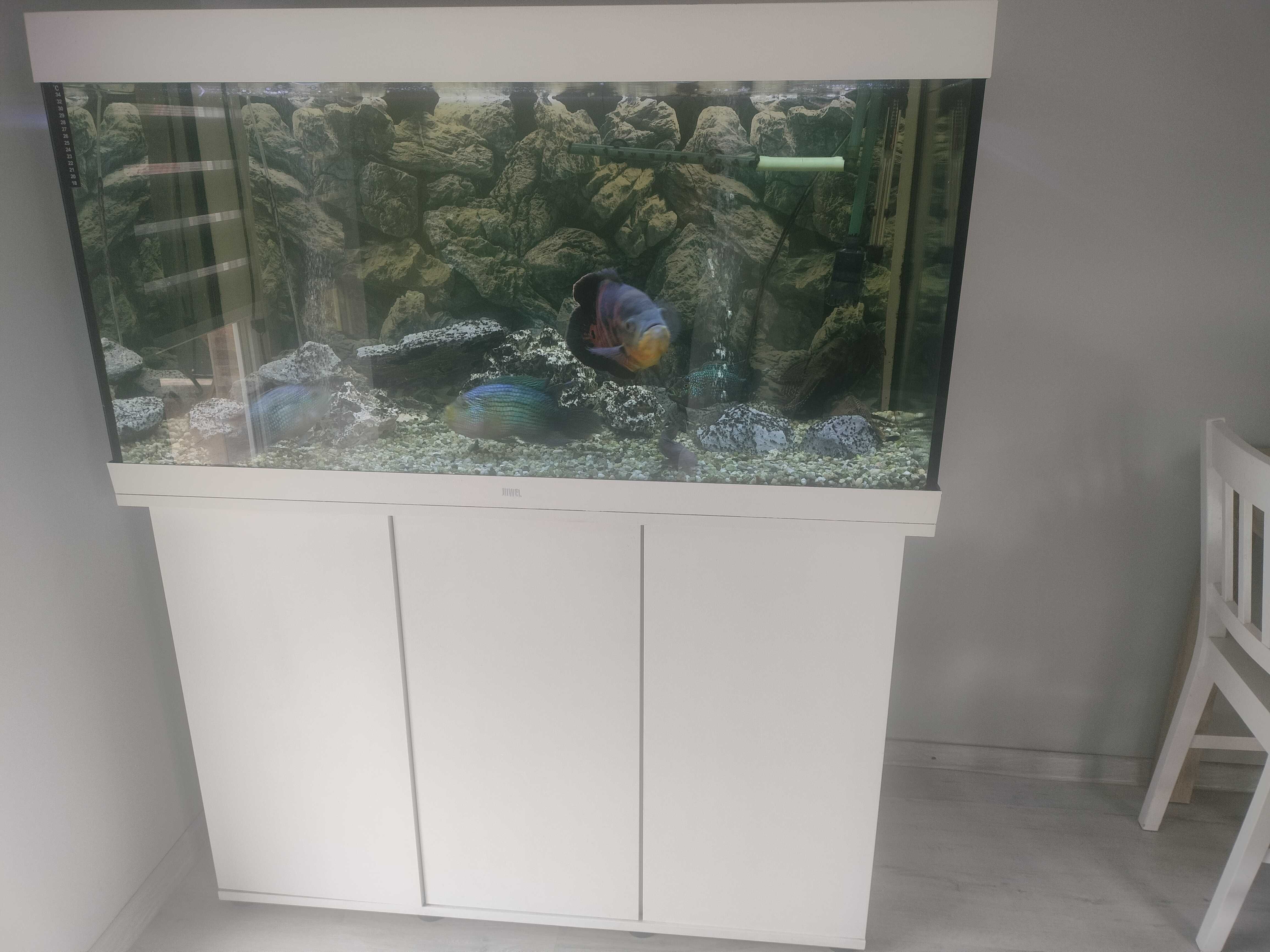 Akwarium JUWEL zarybione 350l