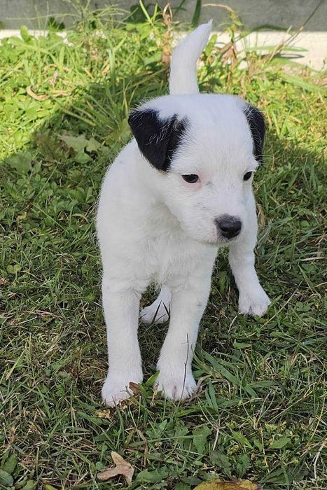 Parson Russell Terrier FCI Sunia szczenię