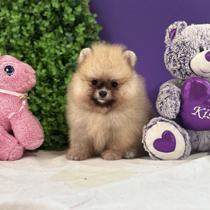 ляльковий Ведмедик шоу классу