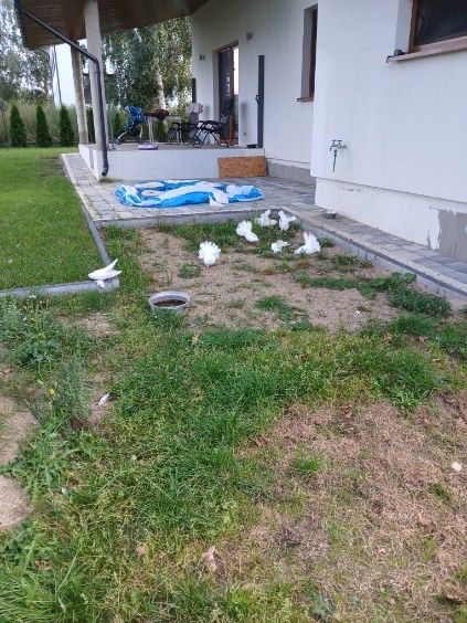 Gołębie pawie kaczuny