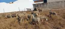 Rebanho de ovelhas de carne  merinas novas e boas com b4