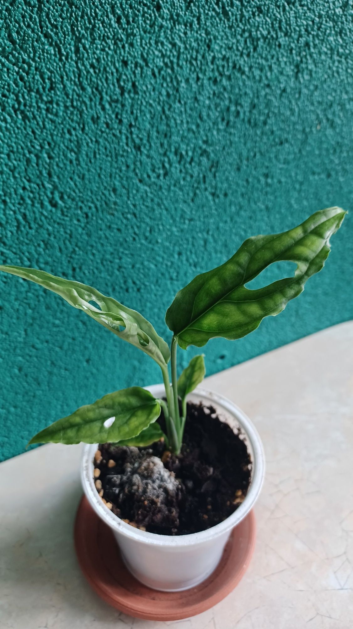 Monstera Obluqa peru