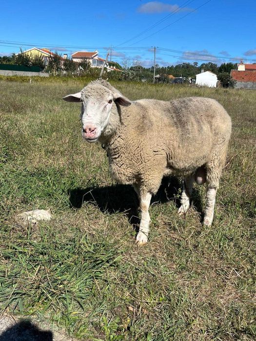 Vendo carneiro com 2 anos