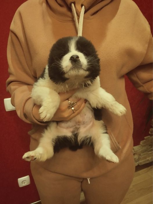 Алабайчики чекають на вас