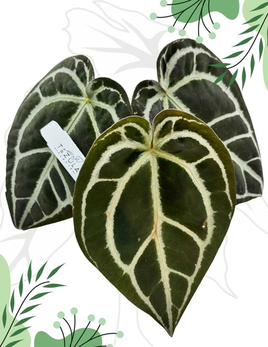 Anthurium Red Crystalline From Tezula Ø-12cm H-25cm Heat Pack Gratis