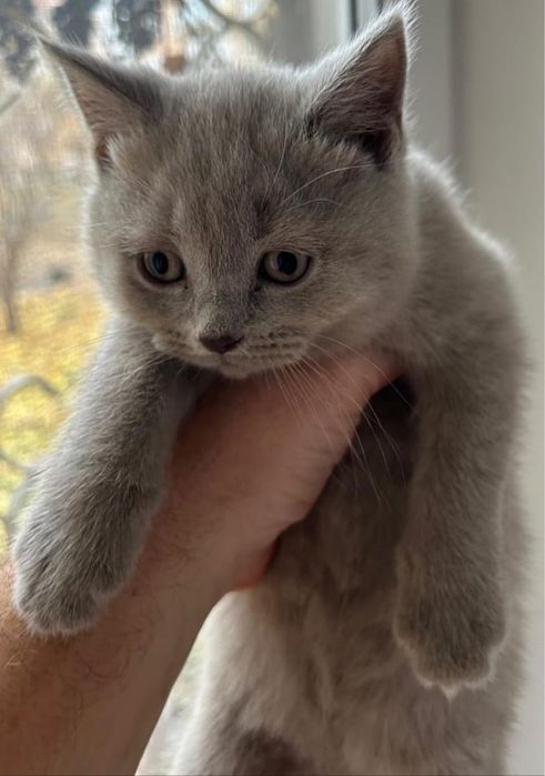 Шотландские мраморные котята