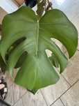 Kwiat Monstera zdrowy