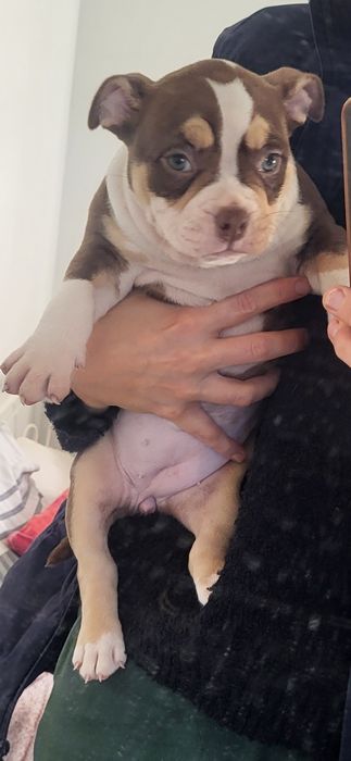 American bully  trikolor tricolor