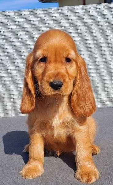 cocker spaniel angielski  suczka złota