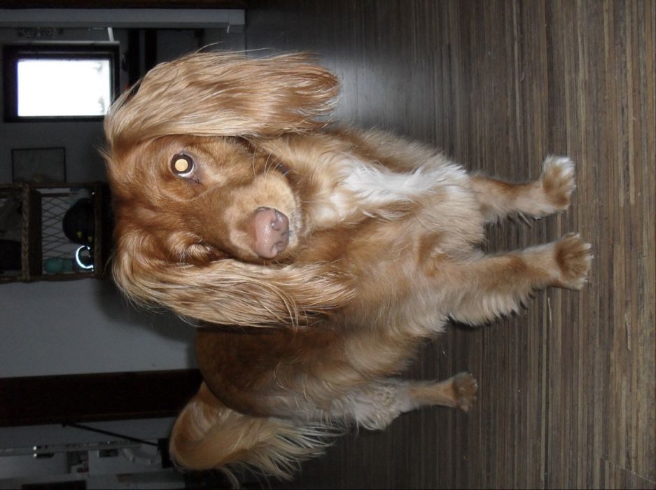 Samsung ES10 - cyfrowy aparat retro, 8.1 MP, czarny + karta 2GB