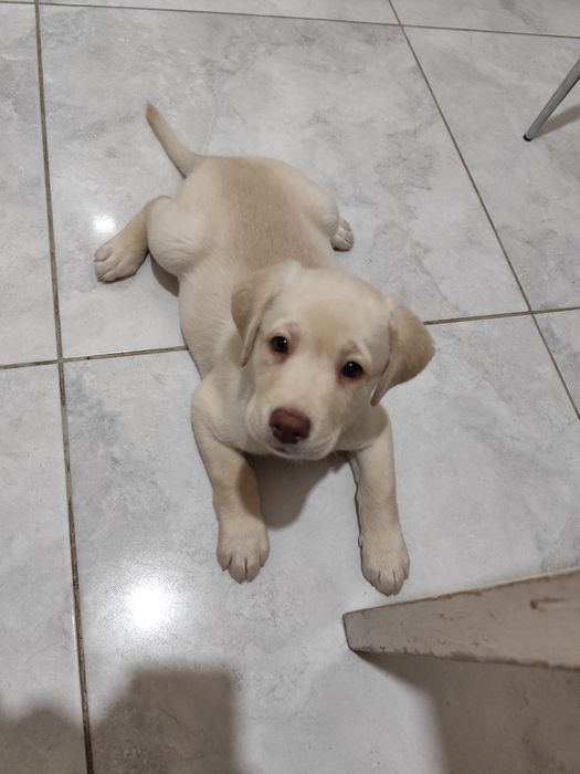 Продам щенка Лабрадора