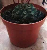 kaktus Chin Cactus