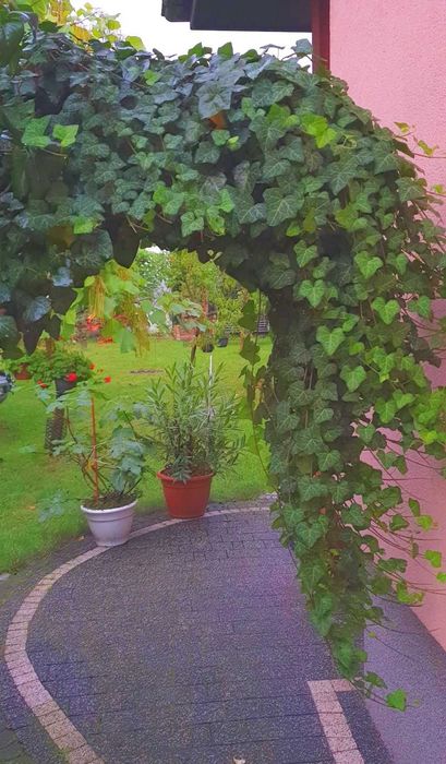 Sadzonki Bluszcz Hedera 15 szt _Wysył