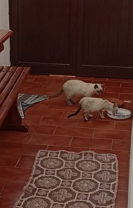 Filhote de gato morando na rua
