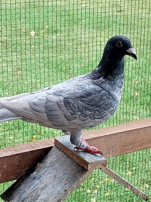 Gołębie pocztowe Andaluzy