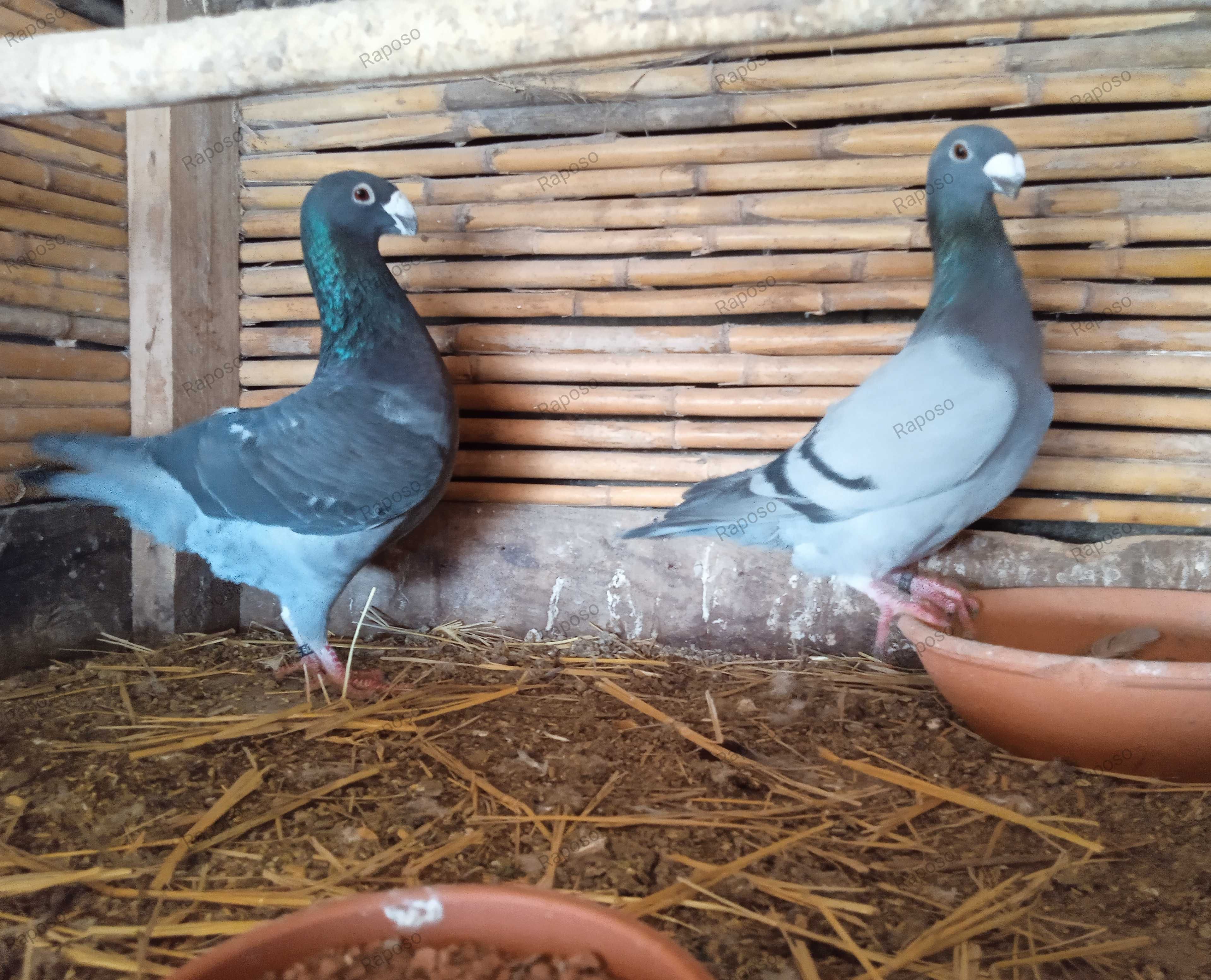 Casal de pombos Beleza Alemão