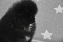 Миник мальчик шпиц