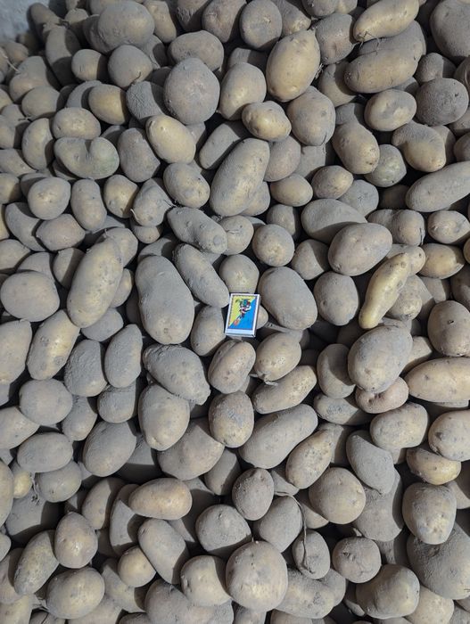 Продам картоплю, жовта 15 грн/кг