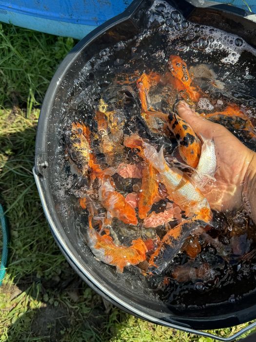 Karp Koi idealne do oczka wodnego