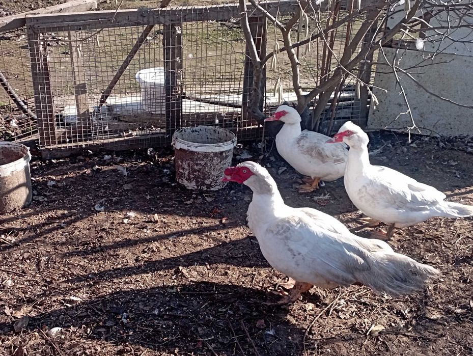 Білі качкі важкої дініі