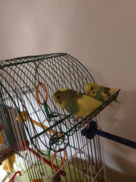 Хвилястики  1міс.