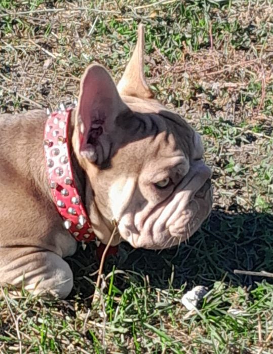 Биг роп Ньюшейд роджо тан масклесс носитель флаффи