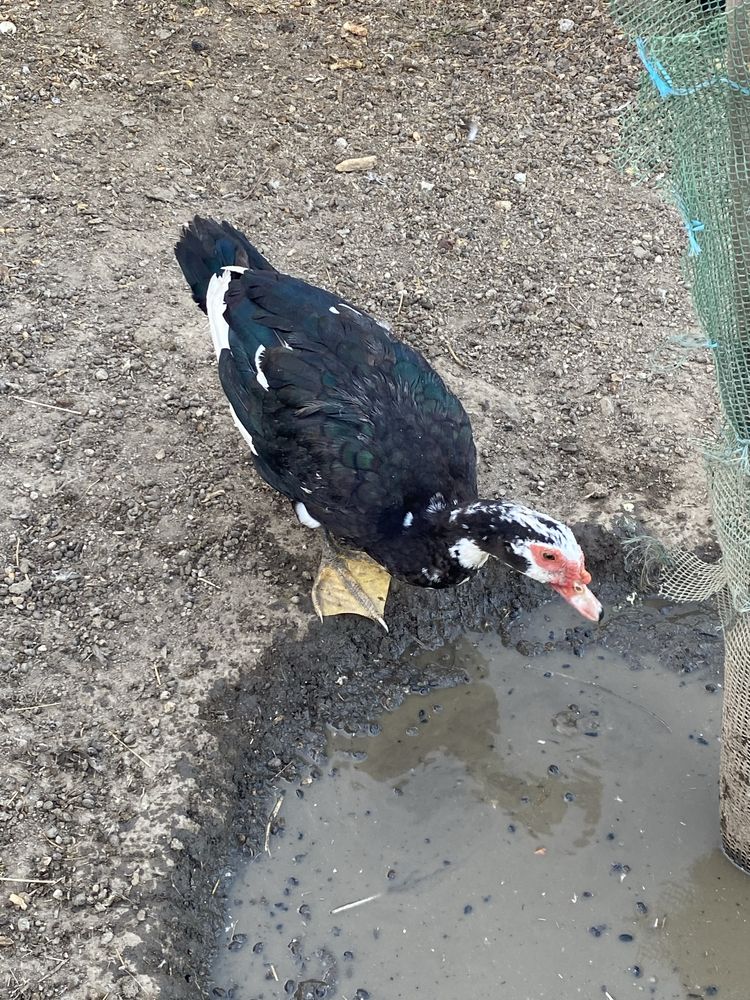 Vendo patos mudos