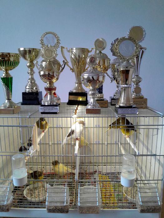 Sprzedam kanarki glostery,  samce I samice z koroną i bez 2025 roku.