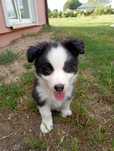 Border Collie szczeniak