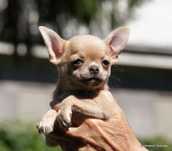 Chihuahua z rodowodem