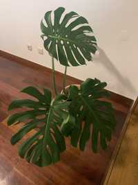 Monstera deliciosa