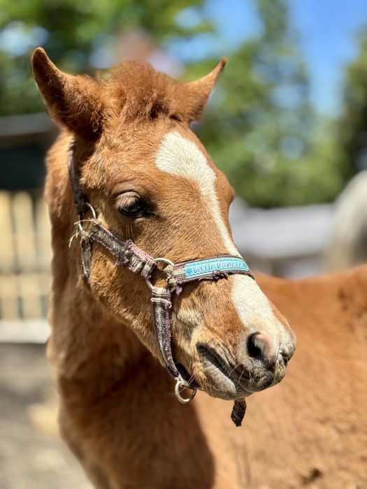 Ogier kon  kasztan malowany  wysoki 140