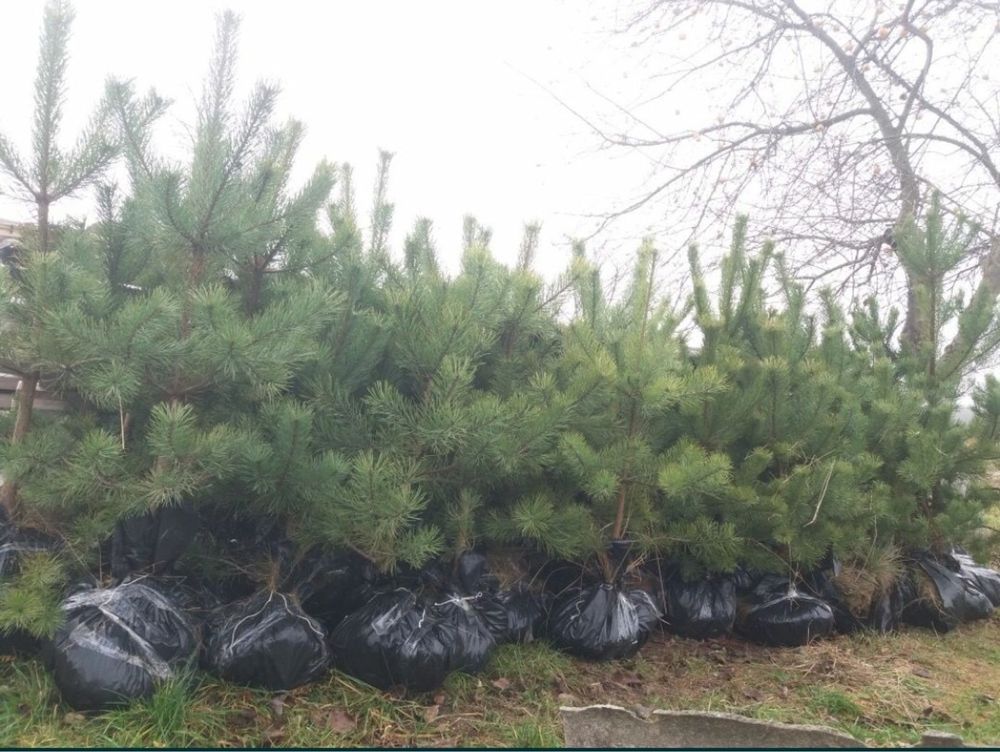 Саженцы Сосни Кримской, саджанці Кримської сосни, Саджанці Туй