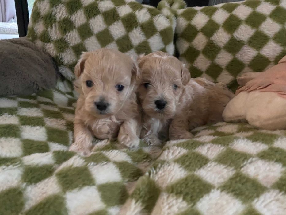 Maltipoo F1 suczka, rodowód, rodzice badania gen. mini.typ koreański.