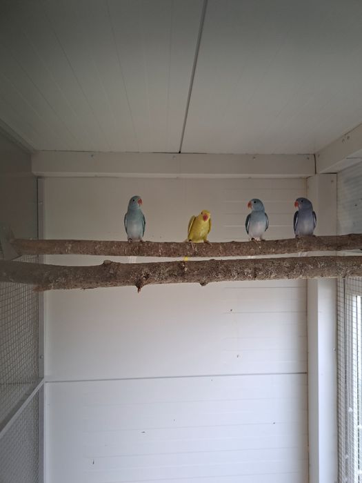 Aleksandretty obrożne