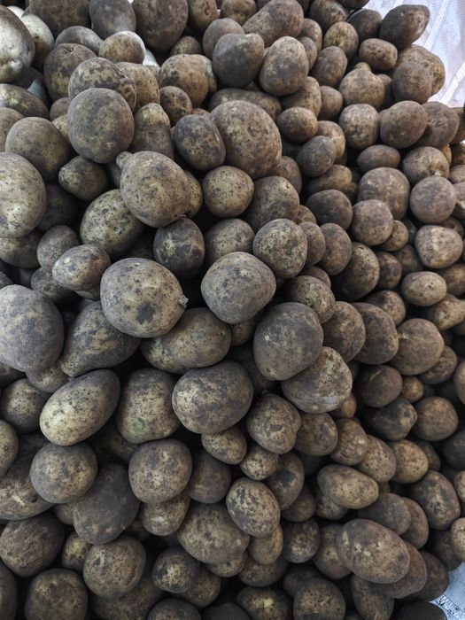 Ziemniaki soraja/twister