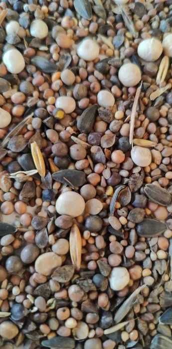 Mieszanka poplonowa, rzodkiew, gorczyca, gryka poplon wysyłka