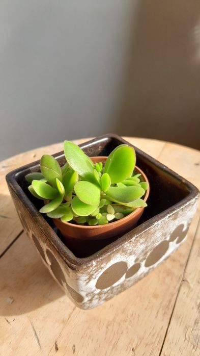 Crasula stretto zielona + variegata
