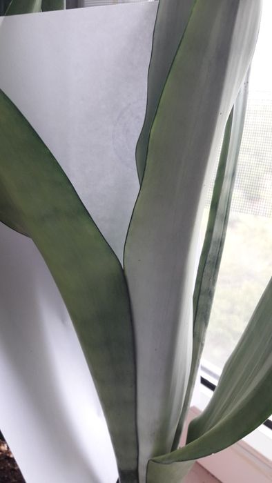 Сансевиерия муншайн сильвер мун, аубрутиана