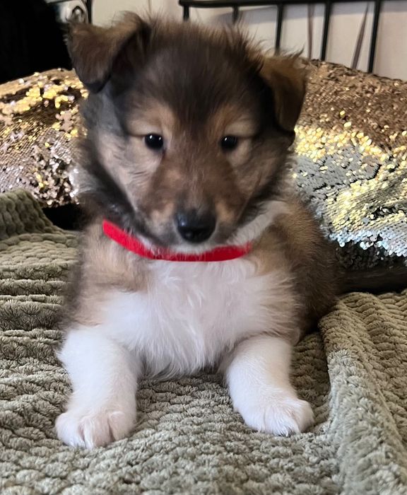 Owczarek Szkocki Długowłosy – szczeniaczki z hodowli Royal Collie