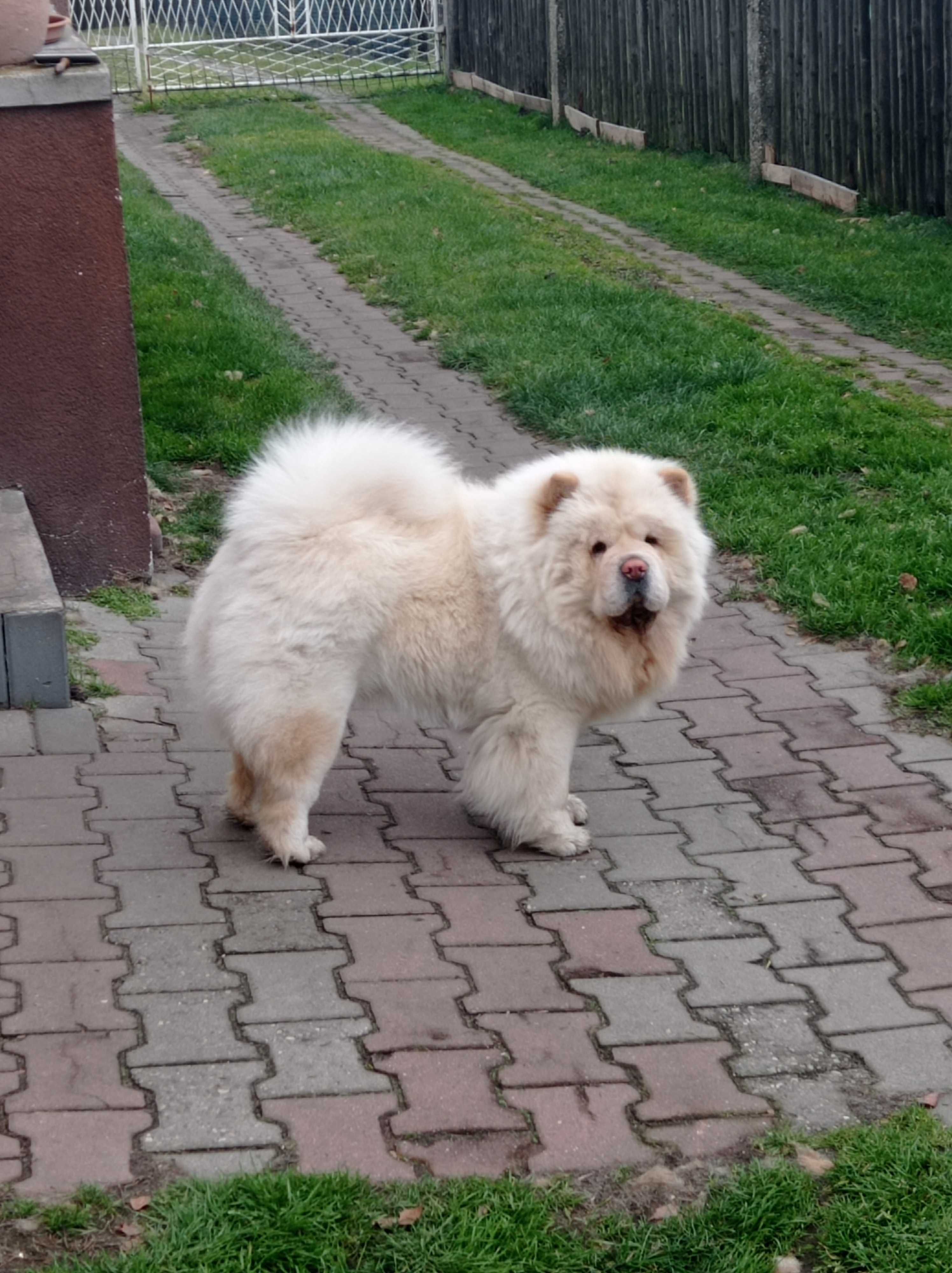 Chow Chow piesek z rodowodem ZKwP/FCI