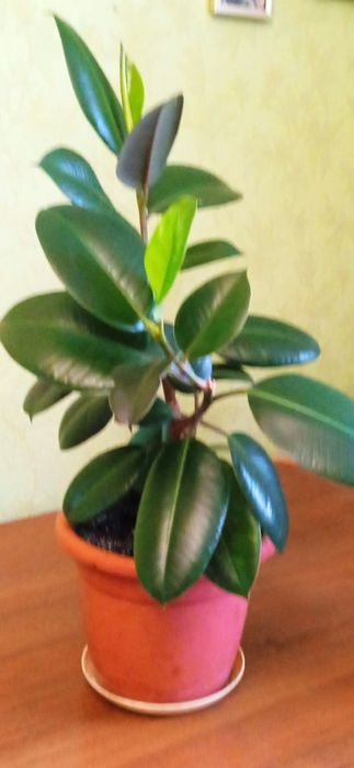 Фікус молодий та гарний