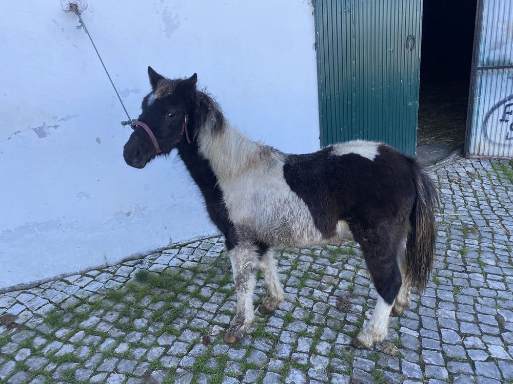 Ponei super mansinho