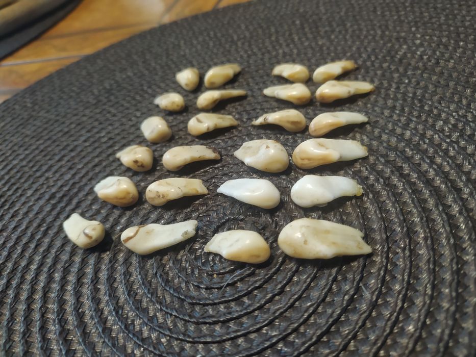 Grandle jelenia byka